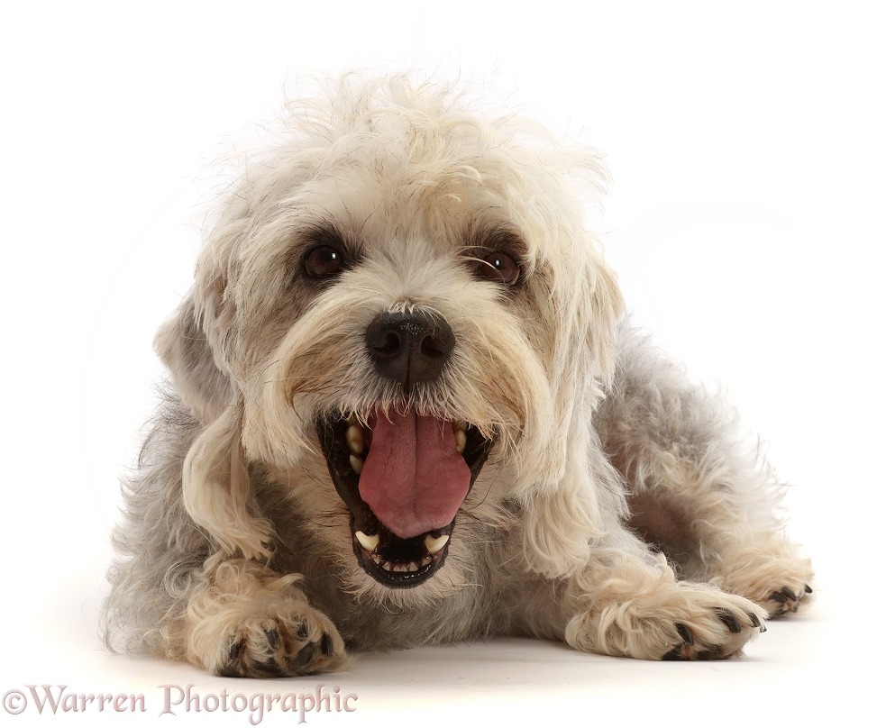Dandie Dinmont Terrier, yawning, white background