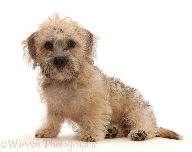 Mustard Dandie Dinmont Terrier puppy, 12 weeks old, white background