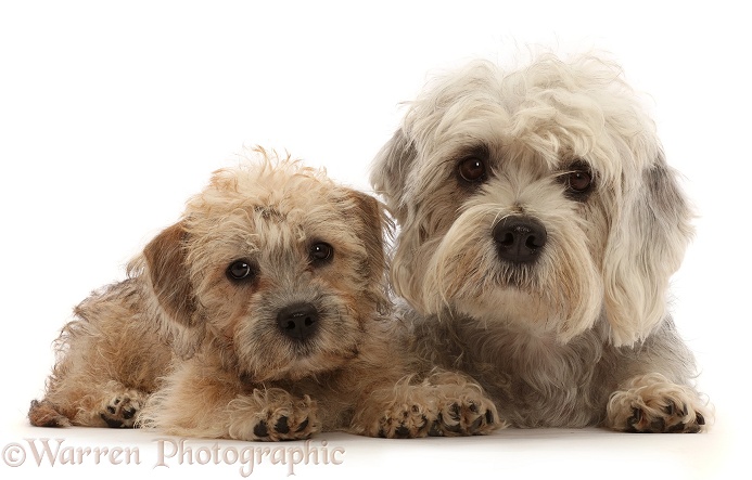 Dandie Dinmont Terrier and puppy, white background