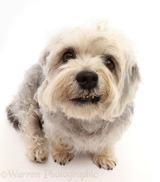 Dandie Dinmont Terrier, sitting looking up with lop-sided smile, white background