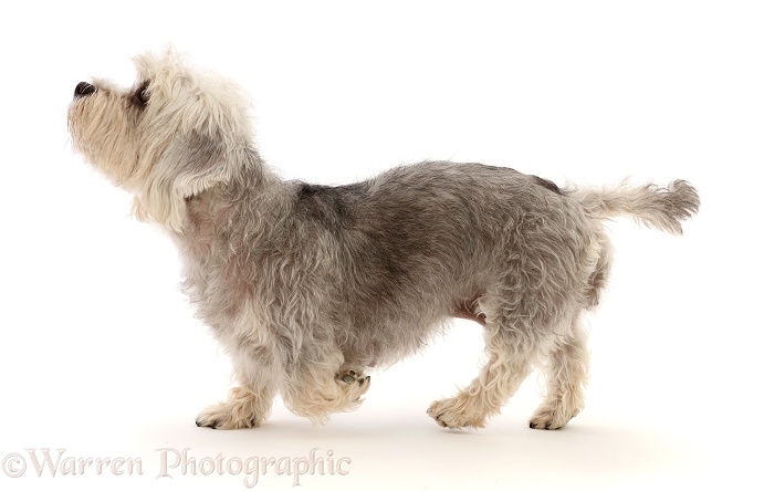 Dandie Dinmont Terrier, walking across, white background