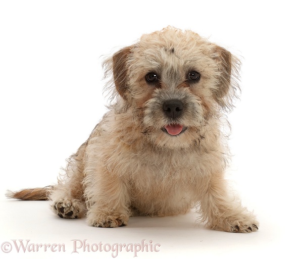 Mustard Dandie Dinmont Terrier puppy, 12 weeks old, white background