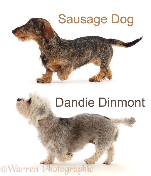 Comparison of Dachshund and Dandie Dinmont Terrier, white background
