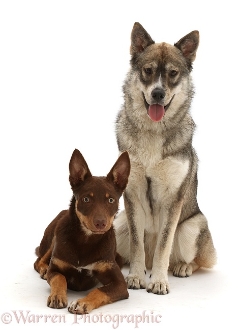 Brown-and-sable Australian Kelpie puppy, 4 months old, and Husky-cross dog, white background
