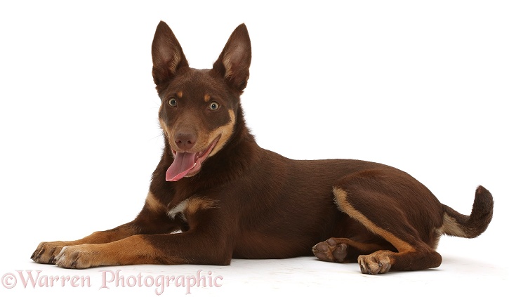 Brown-and-sable Australian Kelpie puppy, 4 months old, white background