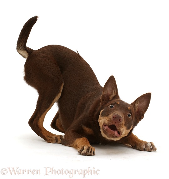 Brown-and-sable Australian Kelpie puppy, 4 months old, in play-bow Stanley, 76 months old, white background