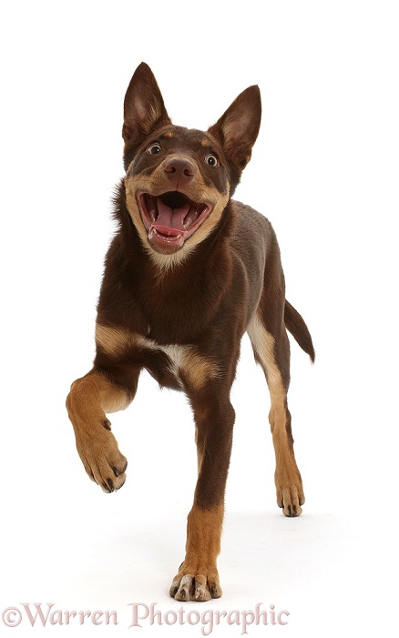 Brown-and-sable Australian Kelpie pup, 4 months old, running, white background