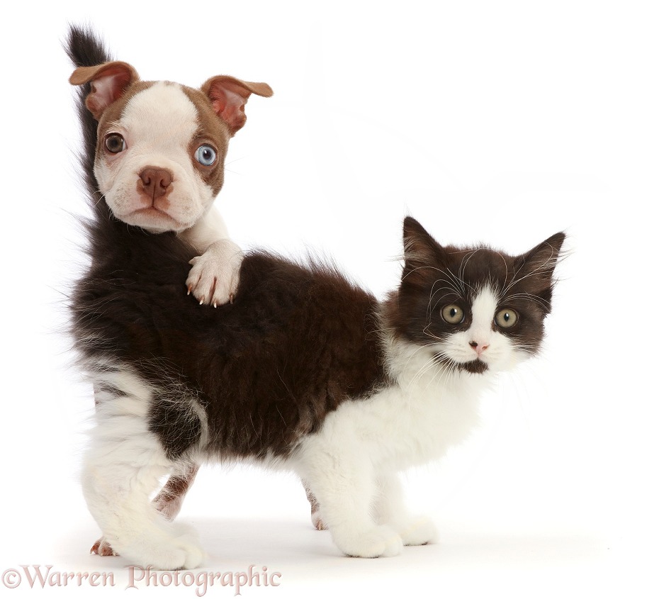 Brown-and-white Boston Terrier pup, 10 weeks old, with Black-and-white kitten, white background