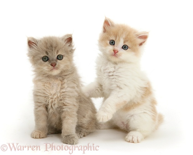 Ginger-and-white and lilac-tortoiseshell Persian-cross kittens, white background