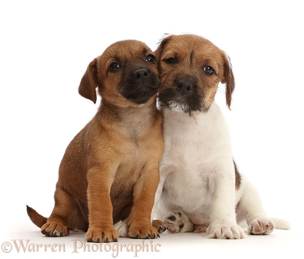 Two Jack Russell x Border Terrier puppies, white background