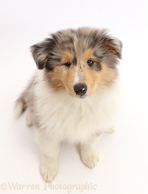 Rough Collie puppy sitting and looking up, white background