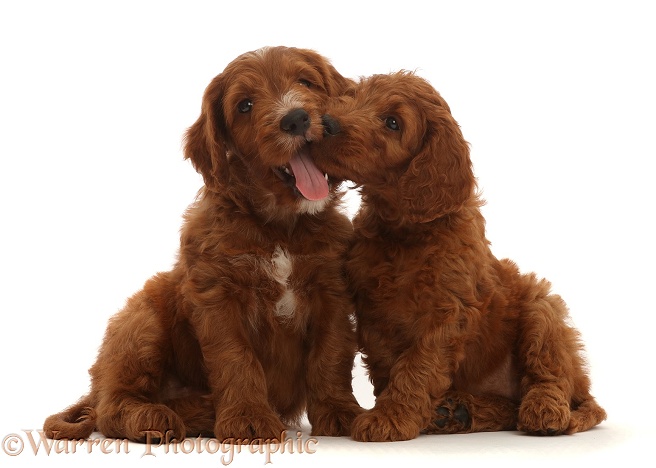 Two Australian Labradoodle puppies, nuzzling, white background