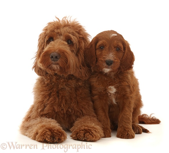 Australian Labradoodle and puppy, white background