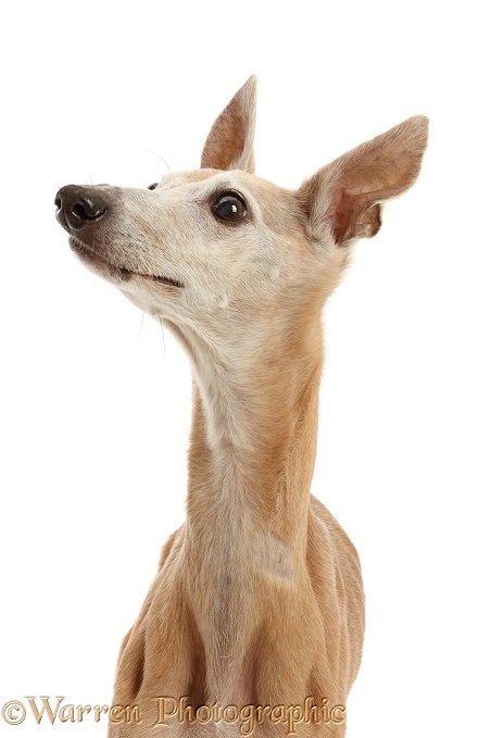 Elderly rescue whippet, 15 years old, in profile, white background