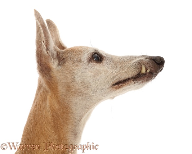 Elderly whippet, 15 years old, with protruding canine tooth, white background