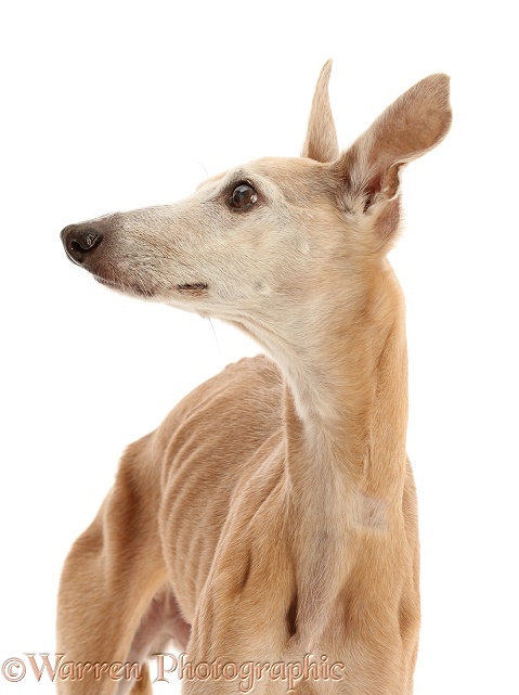 Elderly rescue whippet, 15 years old, in profile, white background