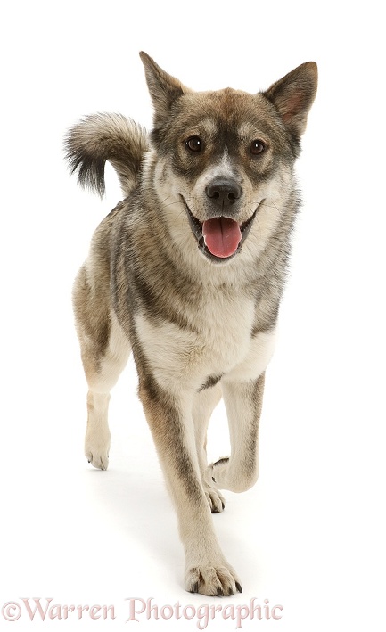 Husky-cross dog, walking, white background