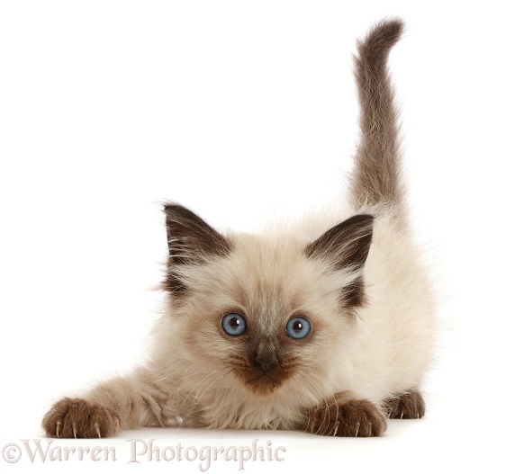 Playful colourpoint kitten, 6 weeks old, white background