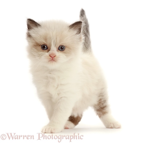 Persian-cross kitten, 5 weeks old, white background