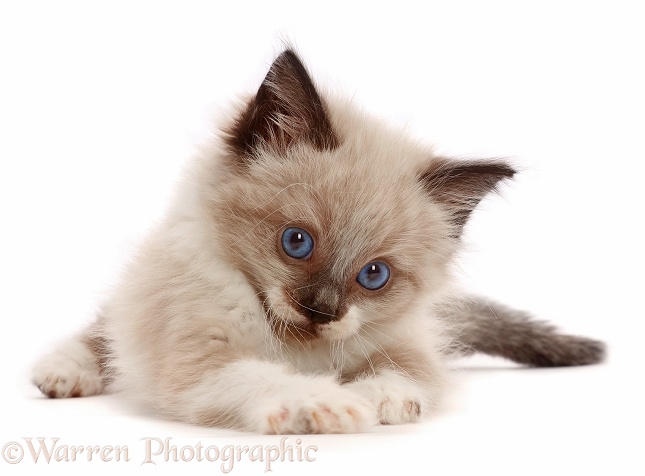 Ragdoll-cross kitten, 6 weeks old, white background