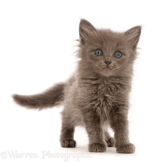 Fuzzy blue-grey kitten, 6 weeks old, white background