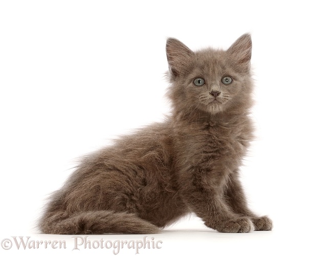 Fuzzy blue-grey kitten, 8 weeks old, sitting, white background