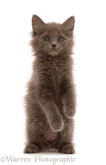 Fuzzy blue-grey kitten, 8 weeks old, sitting up, white background