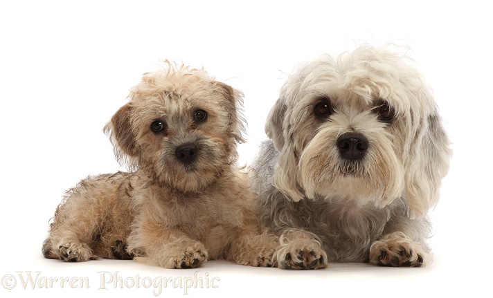 Dandie Dinmont Terrier and puppy, white background