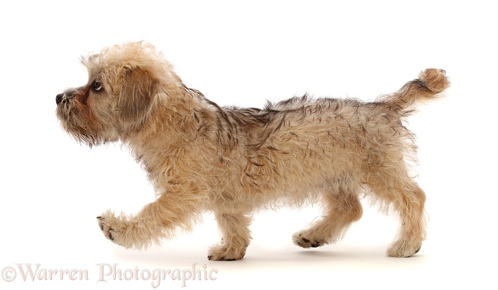 Mustard Dandie Dinmont Terrier puppy, 12 weeks old, walking across, white background