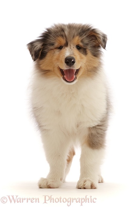 Rough Collie puppy standing, white background