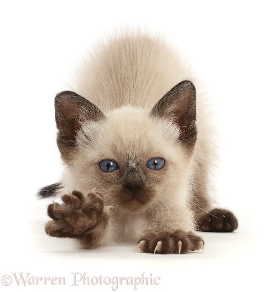 Siamese x Ragdoll kitten, 7 weeks old, stretching, white background