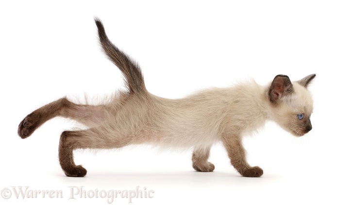 Siamese x Ragdoll kitten, 7 weeks old, stretching, white background
