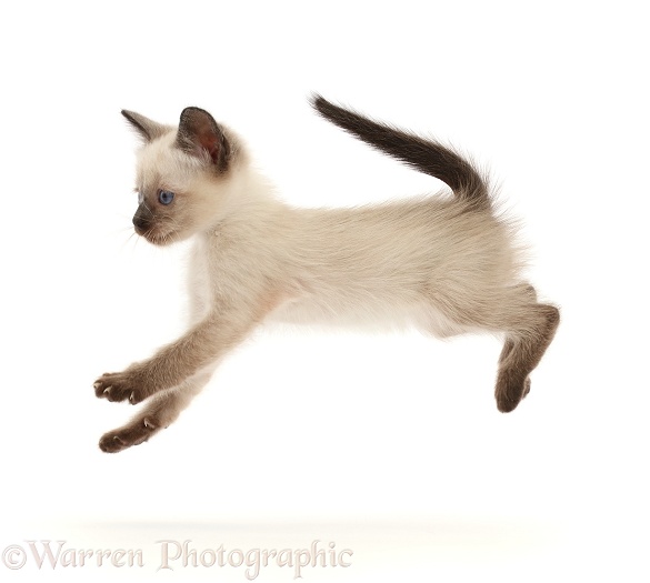 Siamese x Ragdoll kitten, 7 weeks old, leaping across, white background