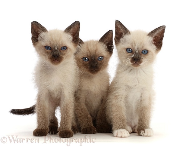 Three Siamese x Ragdoll kittens, 7 weeks old, white background
