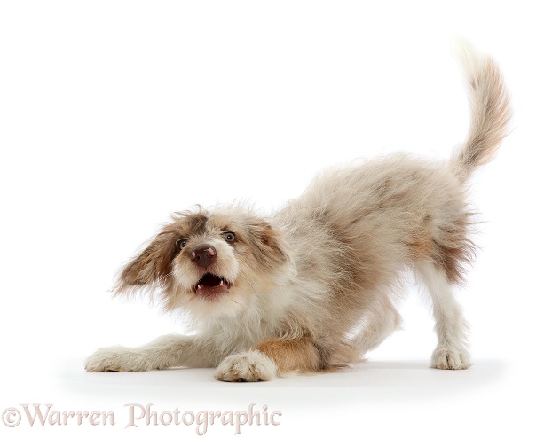 Playful red merle Cadoodle puppy, 16 weeks old, white background