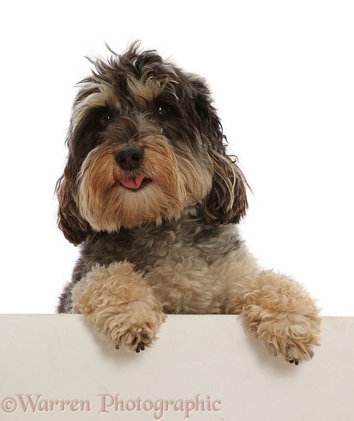 Tricolour Daxie-doodle dog, Dougal, paws over, white background