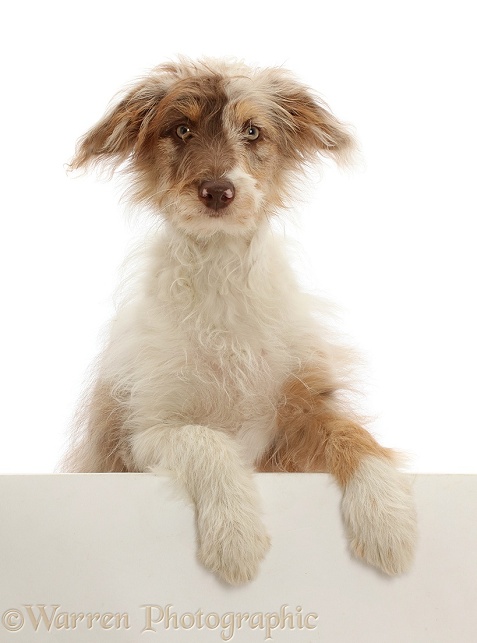 Red merle Cadoodle puppy, 16 weeks old, paws over, white background
