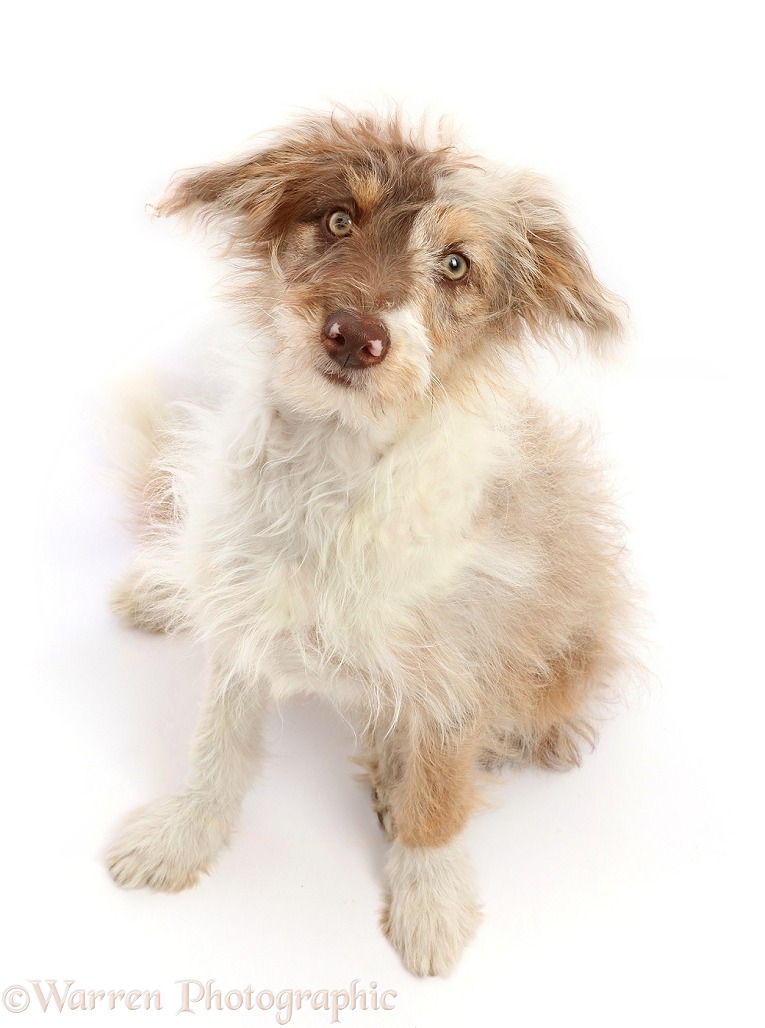Red merle Cadoodle puppy, 16 weeks old, white background