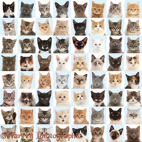 Chequerboard of multiple images of cats in coloured squares