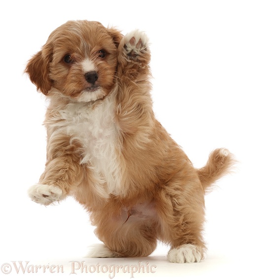 Red Cavapoo dog puppy, 8 weeks old, jumping up and waving, white background