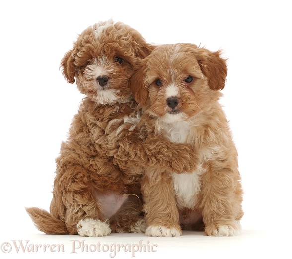 Two red Cavapoo dog puppies, 8 weeks old, hugging, white background