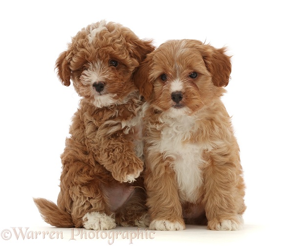 Two red Cavapoo dog puppies, 8 weeks old, white background