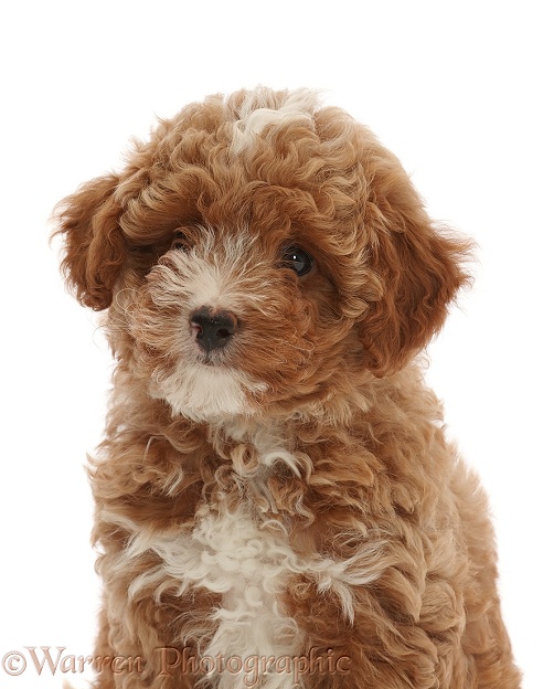 Red Cavapoo dog puppy, 8 weeks old, white background