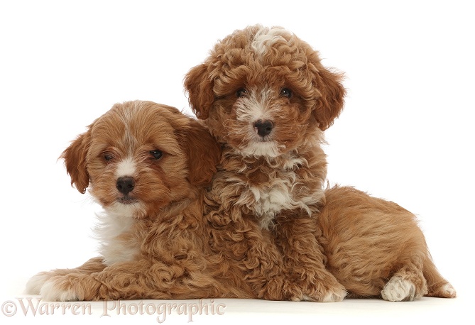Two red Cavapoo dog puppy, 8 weeks old,, white background