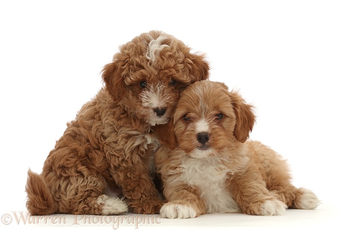 Two red Cavapoo dog puppy, 8 weeks old, snuggling, white background