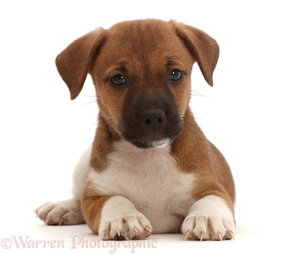 Jack Russell x Border Terrier puppy, white background
