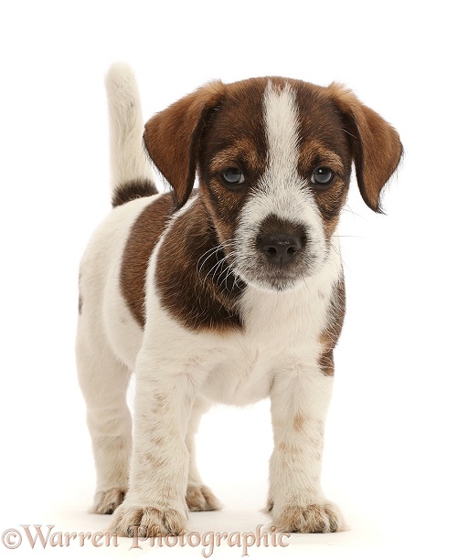 Jack Russell x Border Terrier puppy, standing, white background