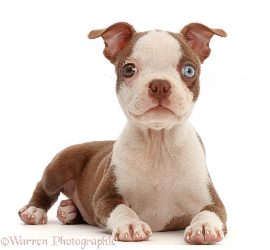 Boston Terrier puppy, Harli, 10 weeks old, lying head up, white background