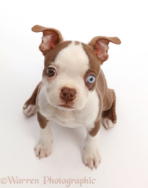 Boston Terrier puppy, Harli, 10 weeks old, sitting and looking up, white background