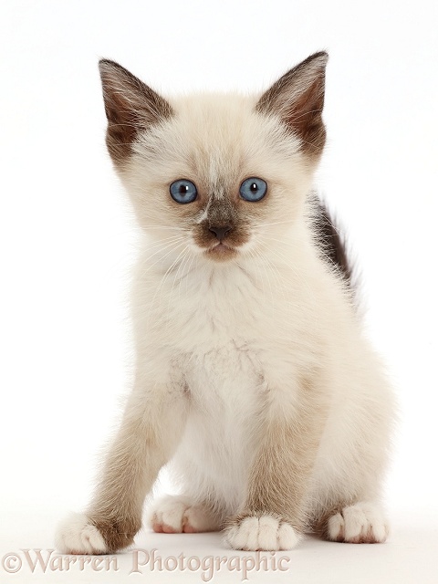 Siamese x Ragdoll kitten, 7 weeks old, white background